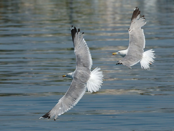 Etelänharmaalokki, Yellow-legged Gull, Larus michahellis
